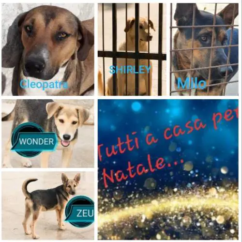 Vieste, i cani dati in adozione davanti alle chiese