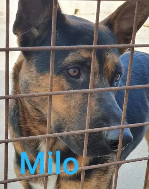 Vieste, i cani del canile dati in adozione davanti alle chiese