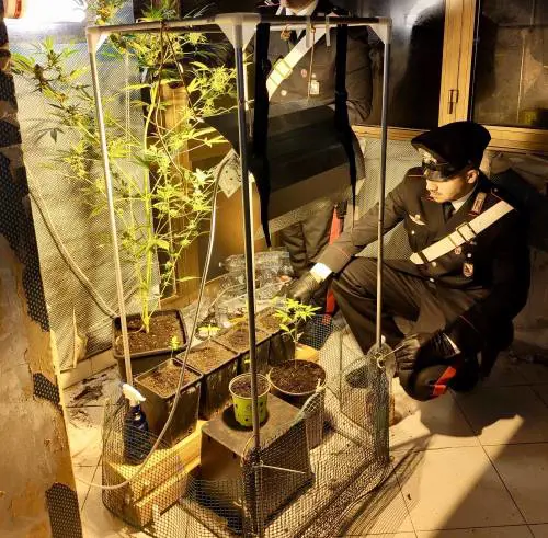 Serra di marijuana in casa scoperta nel Napoletano