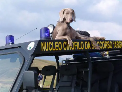 È morta Greta, il cane da soccorso che aiutò gli sfollati di Amatrice