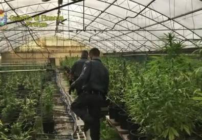La marijuana della ‘ndrangheta in un vivaio di Pistoia: sei arresti