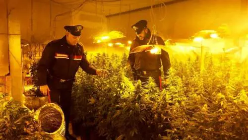 Aveva adibito una stalla alla piantagione indoor di marijuana