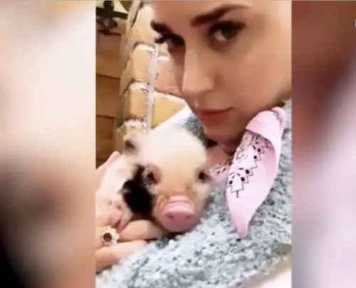 Katy Perry diventa "mamma" di due maialini