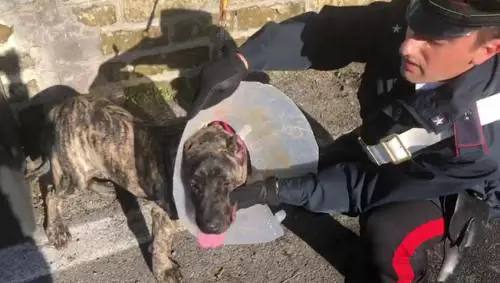 Cucina da incubo e cani maltrattati: sospesa licenza a un ristorante cinese