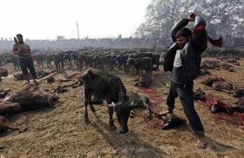 Nepal, al via festival indù noto come la più grande strage di animali al mondo