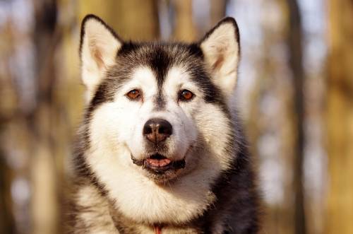 Solo in casa, il cane accende microonde e dà fuoco alla casa