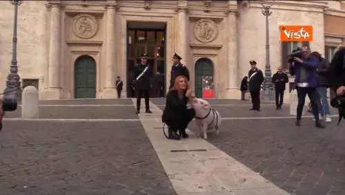Brambilla porta un maiale al guinzaglio a Montecitorio