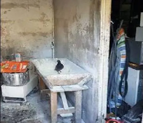 Produceva pane tra animali, feci e sporcizia: denunciato