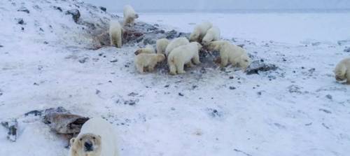 Russia, un'altra città ​invasa dagli orsi polari