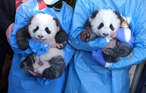  Lo zoo di Berlino presenta due cuccioli di panda giganti: "Meng Yuan" e "Meng Xiang"