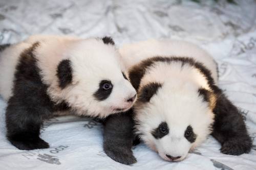 Quei due panda giganti nati in Francia, lasciapassare diplomatico per la Cina