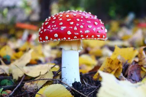 Intossicazione da funghi: nuovi casi nel brindisino