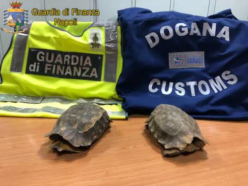 In aeroporto con le tartarughe protette: denunciato un ivoriano