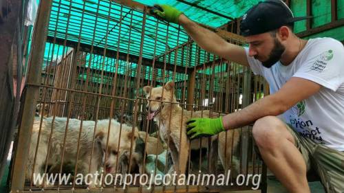 In foto, Davide Acito, l'attivista italiano che salva i cani dall'inferno di Yulin