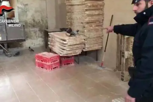 Piccioni ed escrementi di topo nel panificio per kebab