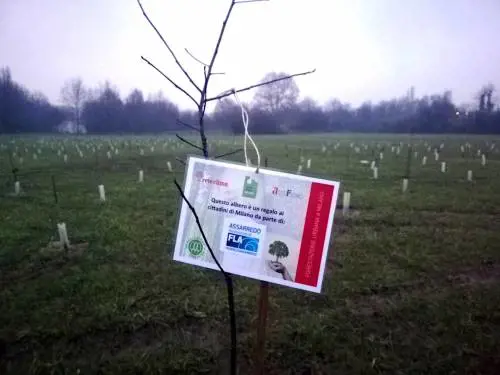 "Bosco del design" piantato nel Parco Nord Milano il primo albero donato da Assarredo