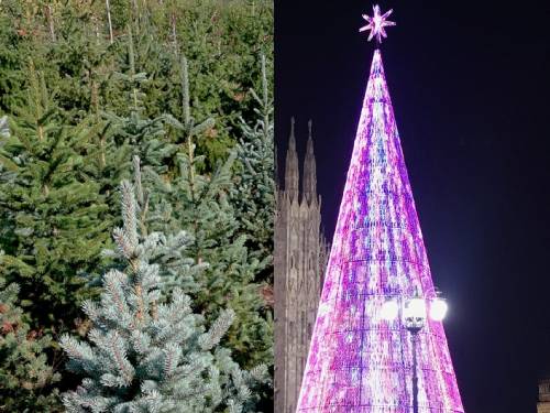 Non lo dite agli ambientalisti: l'albero di Natale vero fa meno danni di quello finto