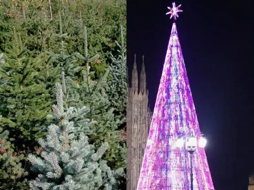Non lo dite agli ambientalisti: l'albero di Natale vero fa meno danni di quello finto