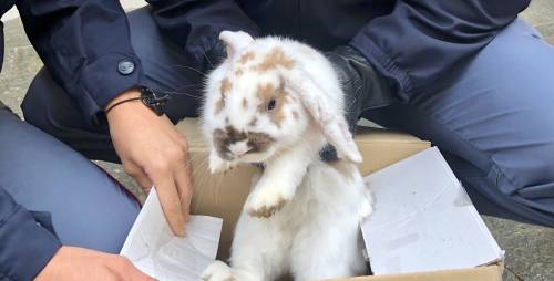 Polizia salva coniglio e diventa mascotte della questura
