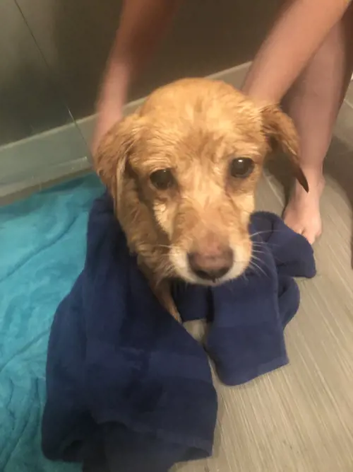 Cane randagio si rifugia in una casa e viene adottato dai proprietari