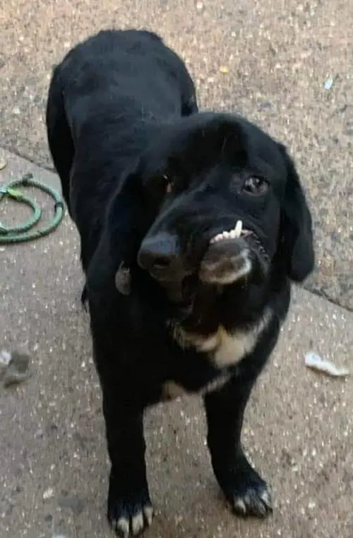 Bethany, la cagnolina col muso deformato in cerca di una famiglia