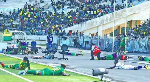 In Tanzania uno sciame di api attacca i giocatori: partita sospesa