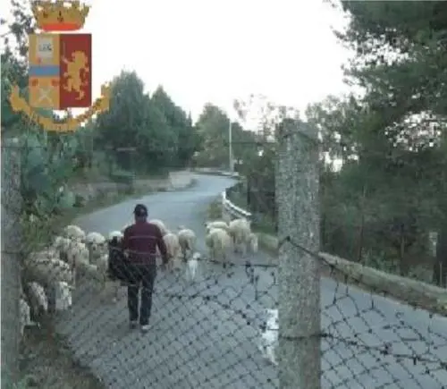 Timbravano il cartellino e portavano le pecore al pascolo