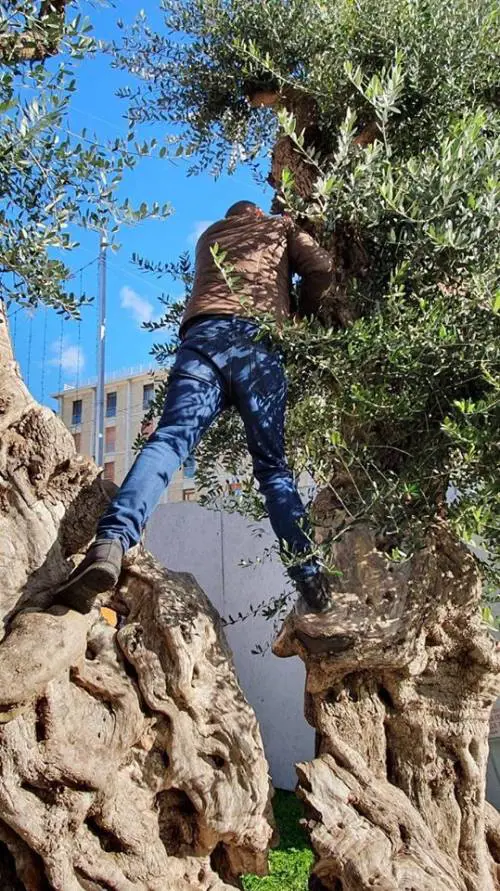 Lecce, le immagini dell'ulivo dopo l'innesto