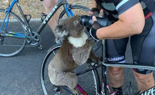 È un'apocalisse di fuoco. Ucciso un terzo dei koala. La specie ora è a rischio