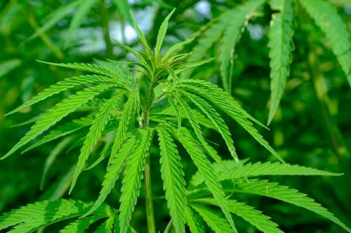 Cannabis illegale, un milione di britannici la usa contro il dolore