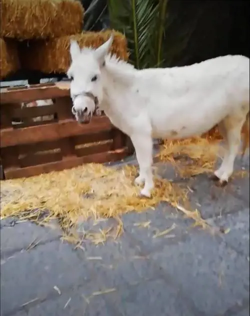 Animali del presepe vivente affamati e al freddo: la denuncia della garante
