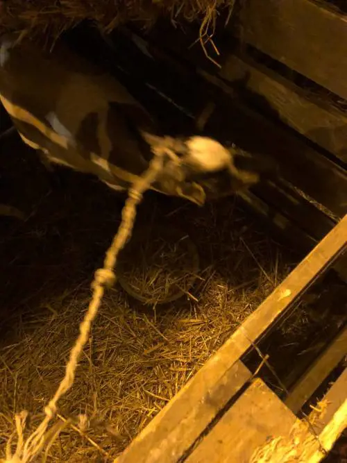 Le immagini degli animali del presepe vivente