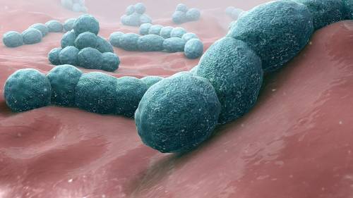 Meningite batterica, cos'è e come si cura