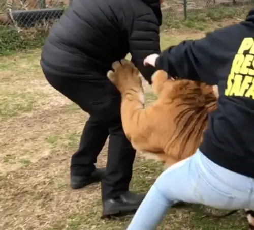 Reporter attaccato da un "ligre": le immagini fanno il giro del web