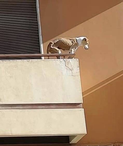 Trapani, cane denutrito prova a gettarsi dal balcone. Il caso indigna il web
