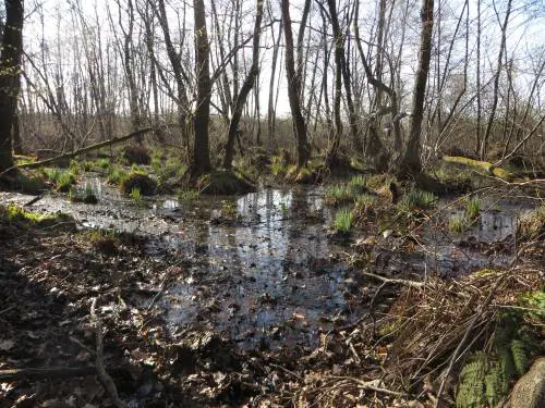 Como, ragazzini fanno una passeggiata nel bosco e trovano uno scheletro: indaga la polizia