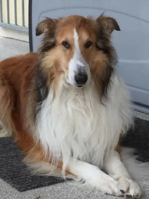 Un cane sparito da giorni: era in ospedale dal padrone morto