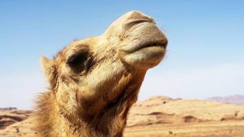 Australia, tiratori scelti elimineranno 10mila cammelli perché bevono troppa acqua