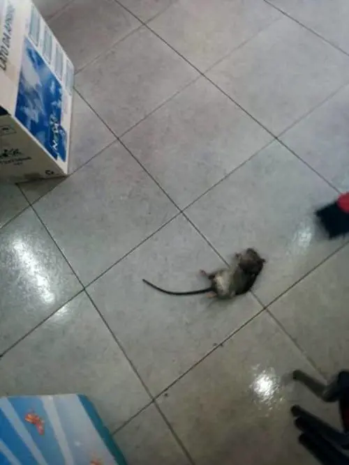 Topo morto trovato in un'aula di una scuola a Volla: lezioni sospese