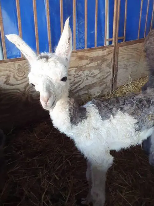 Bari, fiocco rosa al circo: nato un cucciolo di lama