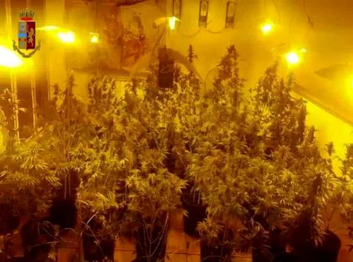 Velletri, scoperta serra con 40 chili di marijuana: arrestato pakistano