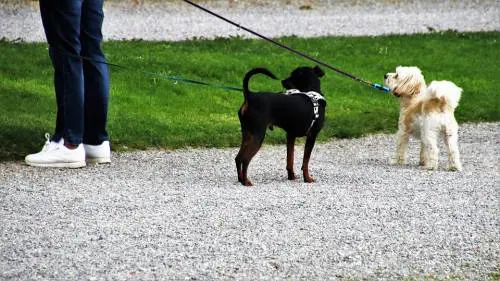 Treviso, non raccoglie gli escrementi del cane in città e scatta la maxi multa