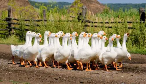 A Milano c'è un parco con asinelli, capre e oche del Campidoglio