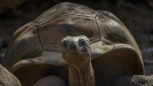 Diego il tartarugone. Una vita da sciupafemmine per il bene della specie