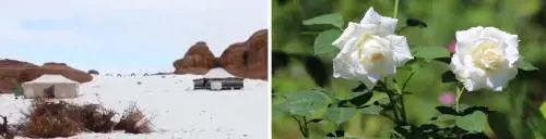 L'inverno al contrario: a Londra fioriscono rose e nel deserto c'è la neve