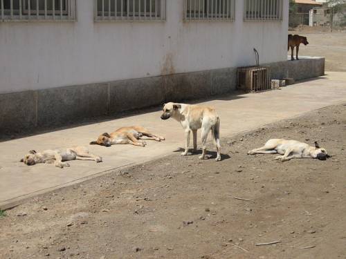 Choc in India, bimbo appena nato "sbranato da cani randagi"