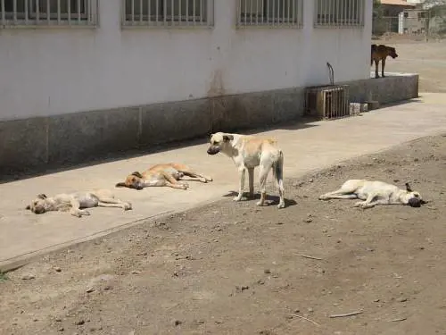 Choc in India, bimbo appena nato "sbranato da cani randagi"