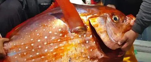 Catturato al largo di Imperia un rarissimo pesce re