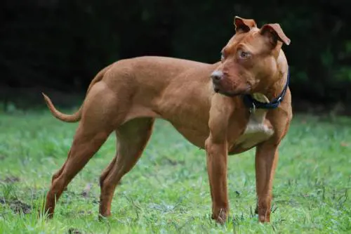 Arriva il patentino obbligatorio per cani ritenuti pericolosi