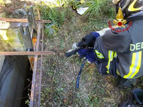 Il cane finisce nell'acqua gelida: i vigili del fuoco lo salvano